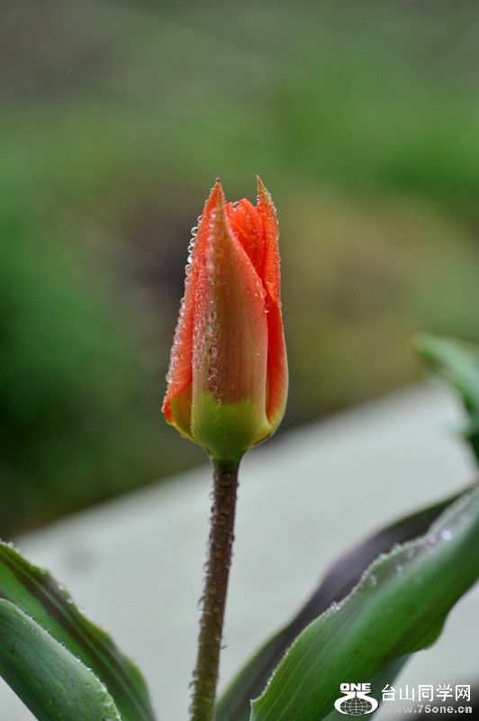 DSC_0672.jpg