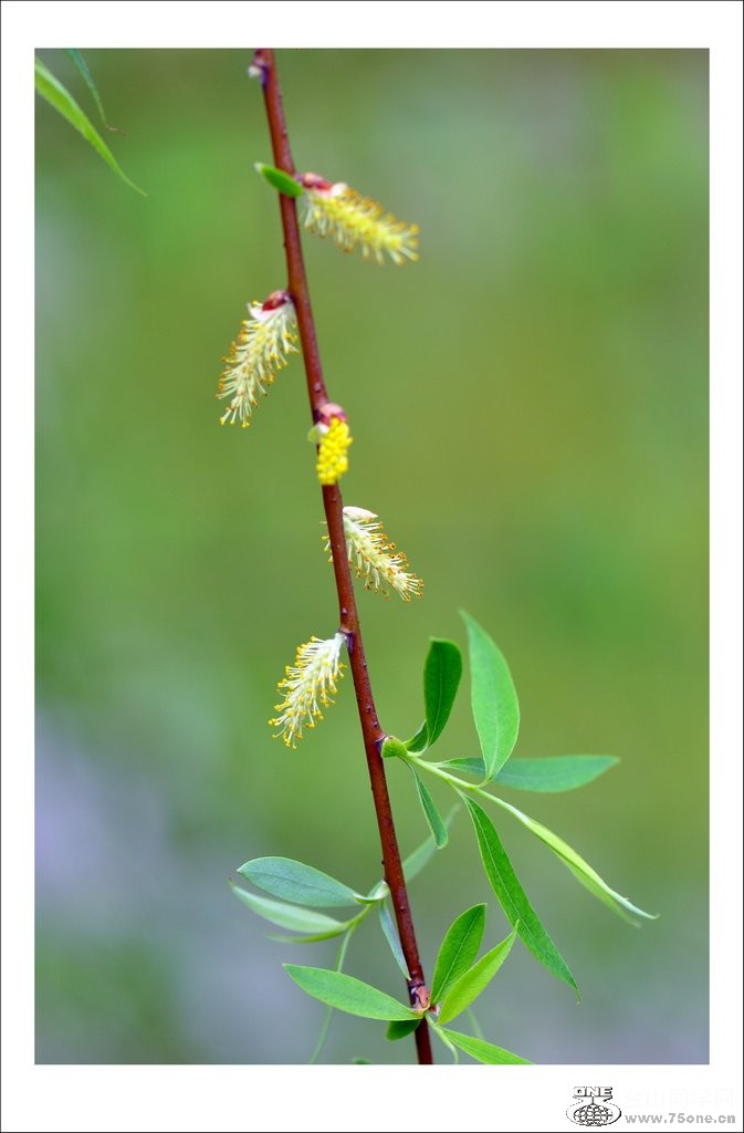 DSC_0176_conew1.jpg