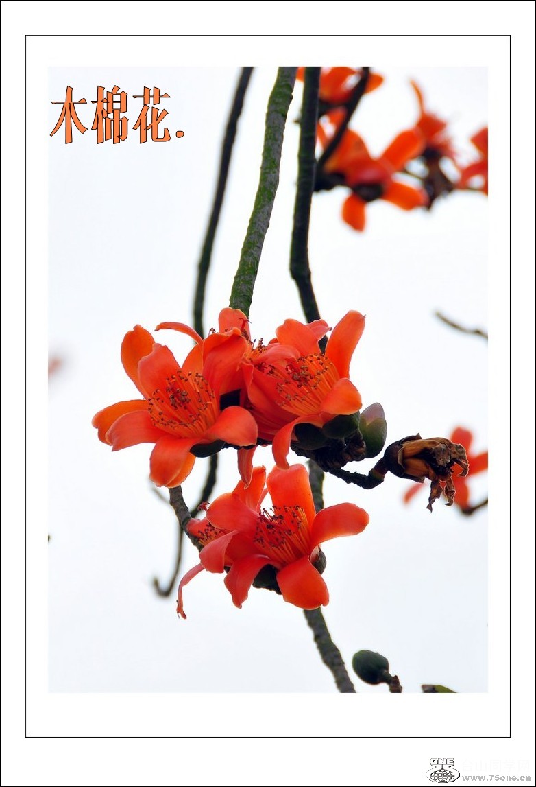 DSC_0016_conew3.jpg