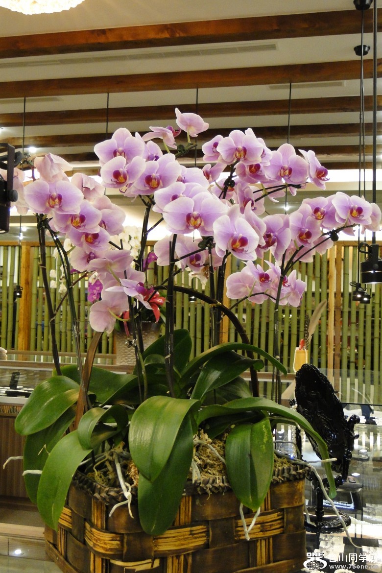DSC03350_conew1.jpg