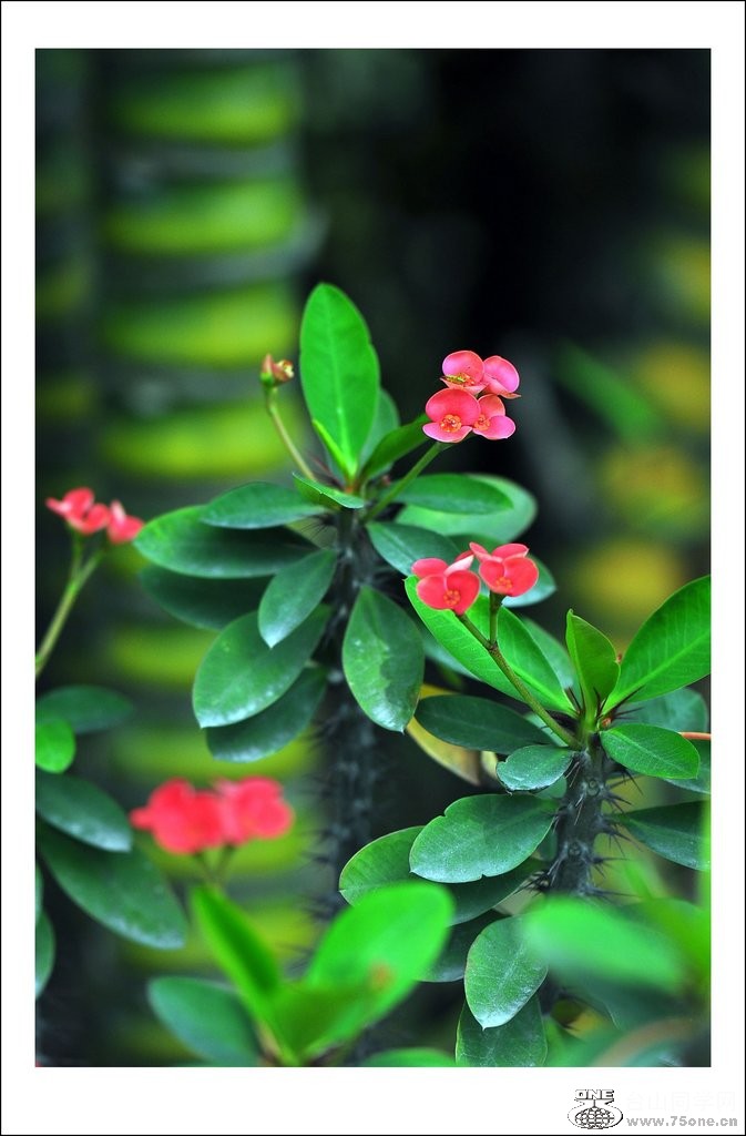 DSC_0076_conew1.jpg