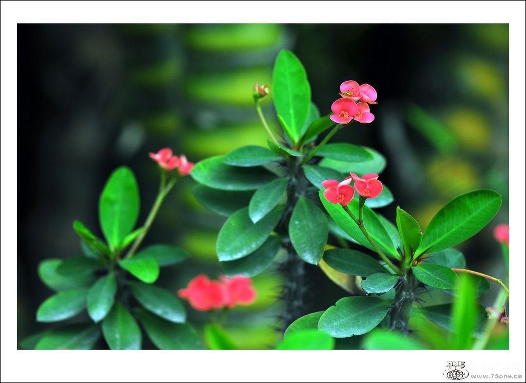 DSC_0078_conew1.jpg