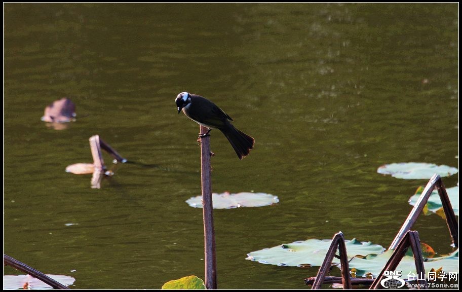 IMG_5085.jpg