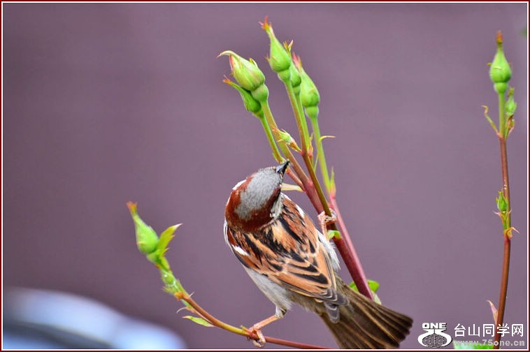 DSC_2349.jpg