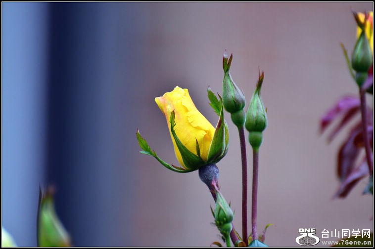 DSC_2335.jpg