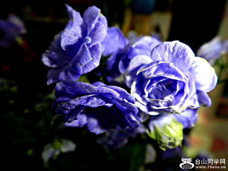 DSC09503.JPG