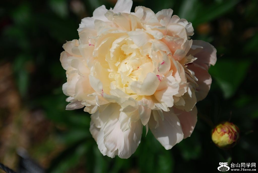nEO_IMG_DSC_0950.jpg