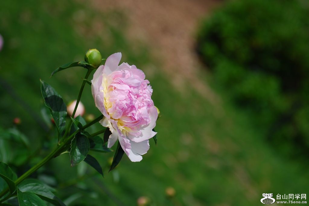 nEO_IMG_DSC_0946.jpg