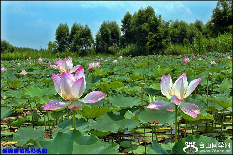 IMG_6833_conew1.jpg