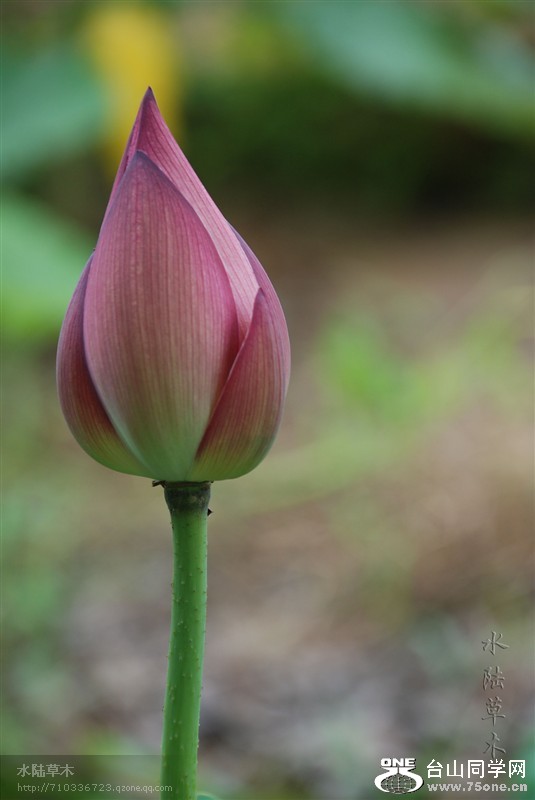 89.jpg