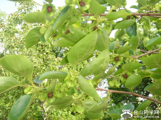 DSC03481.JPG