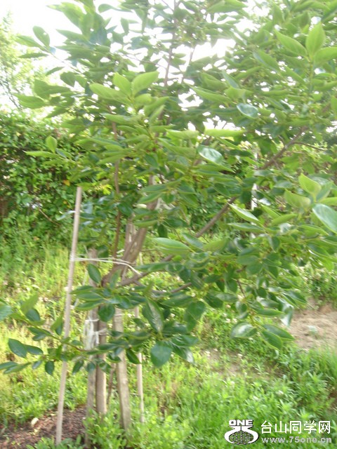 DSC03480.JPG