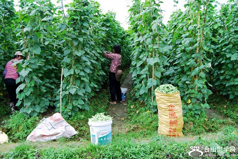psb_conew79.jpg