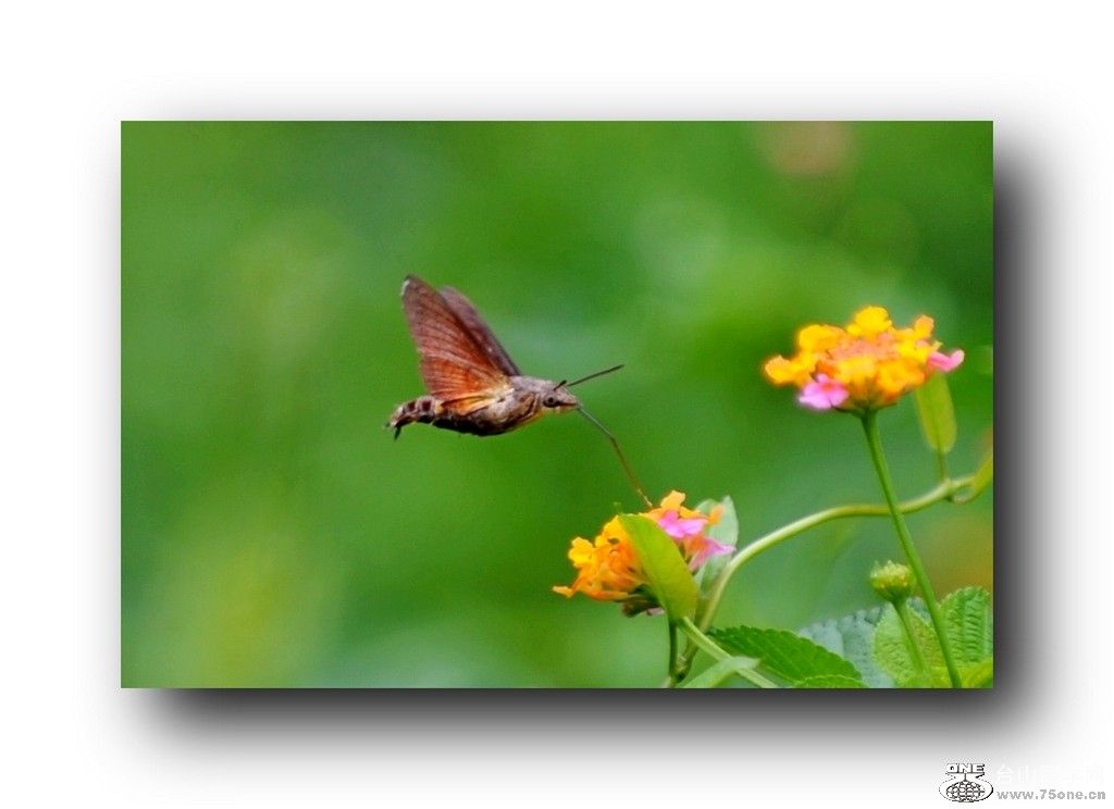 Ƭ 0911.jpg