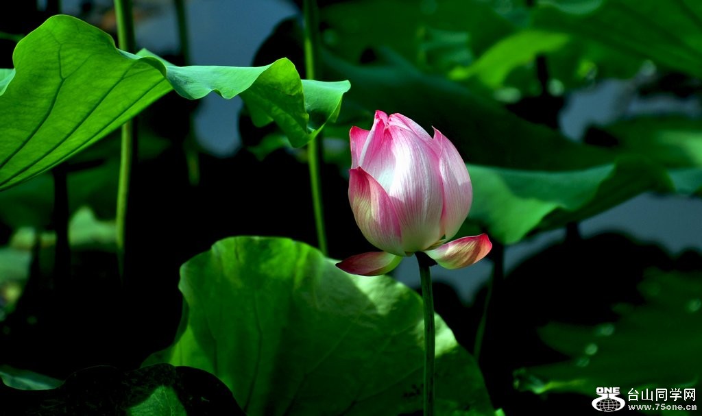 Ƭ 011.jpg