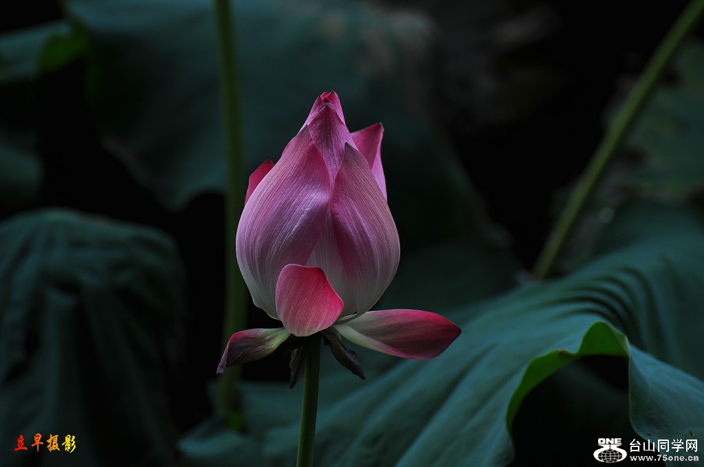 DSC_0009.JPG