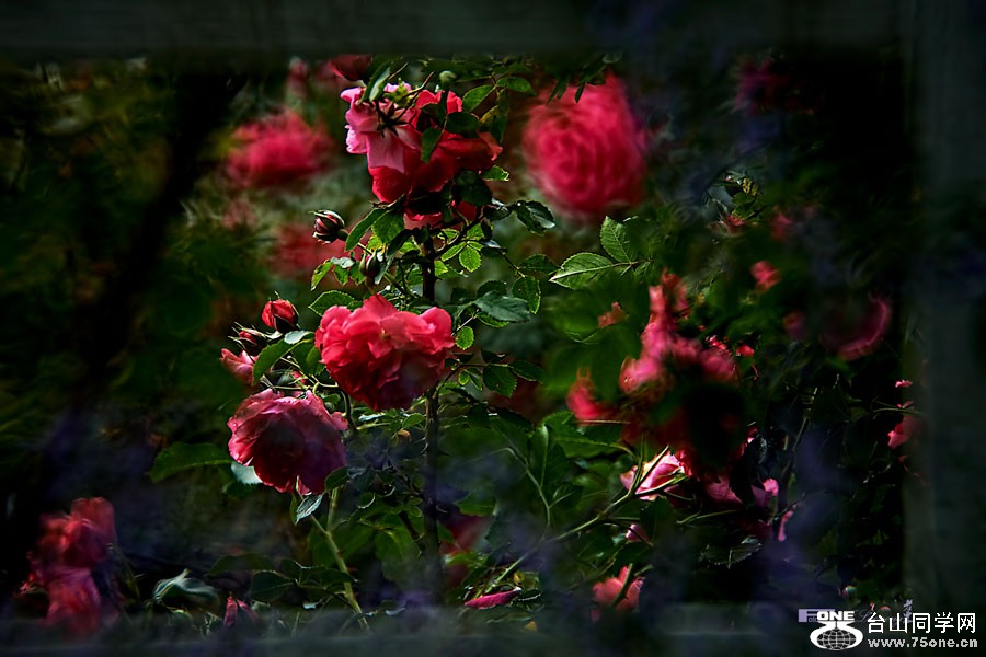 DSD_7523.jpg