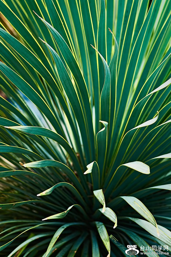 DSD_7454.jpg