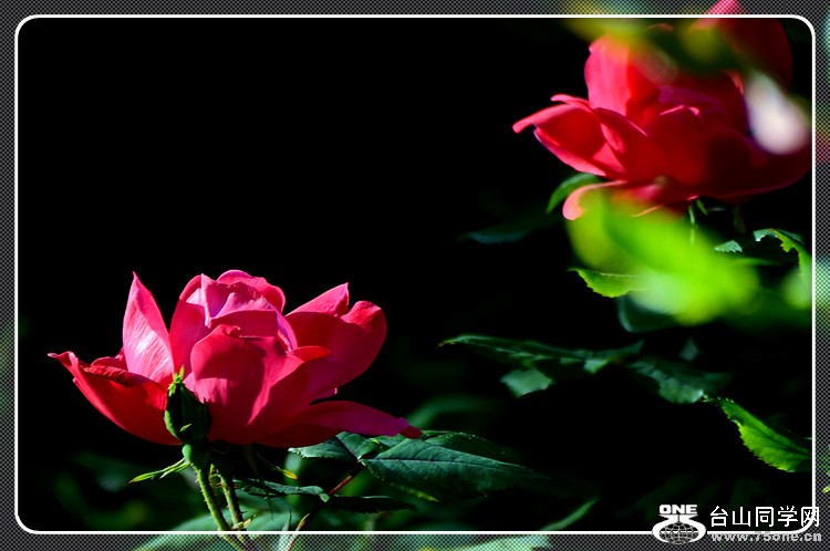 dsc_0118a.jpg