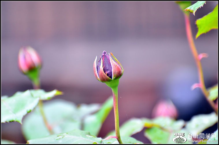 DSC_2361.jpg