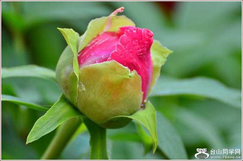 DSC_0874.jpg