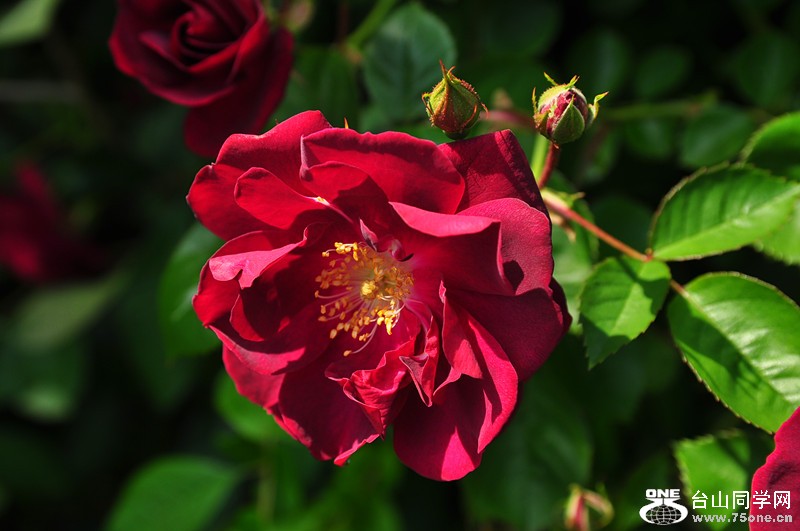 DSC_0874_.jpg