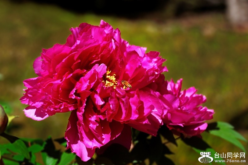 DSC_0225s.jpg
