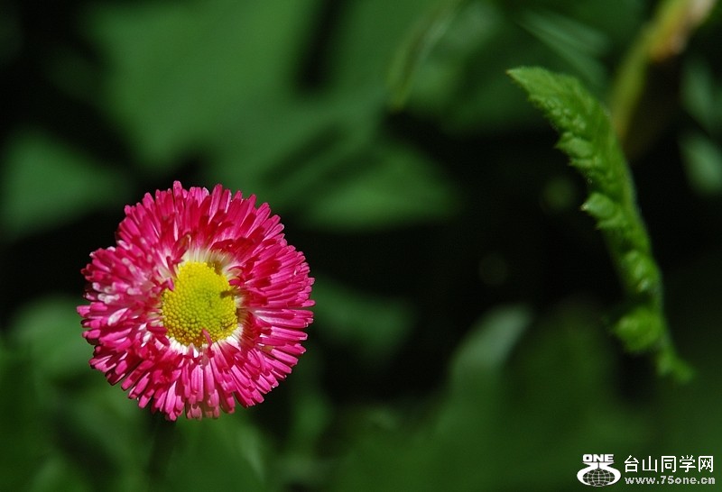 DSC_0199s.jpg