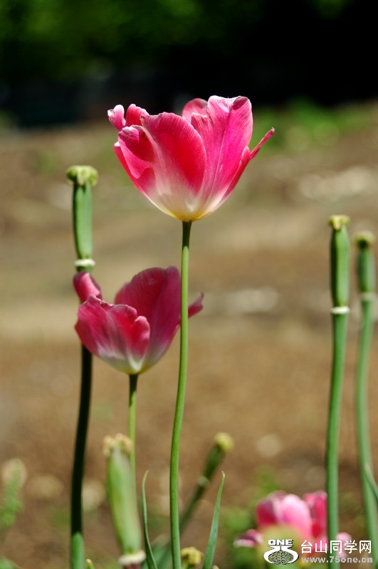 DSC_0001s.jpg