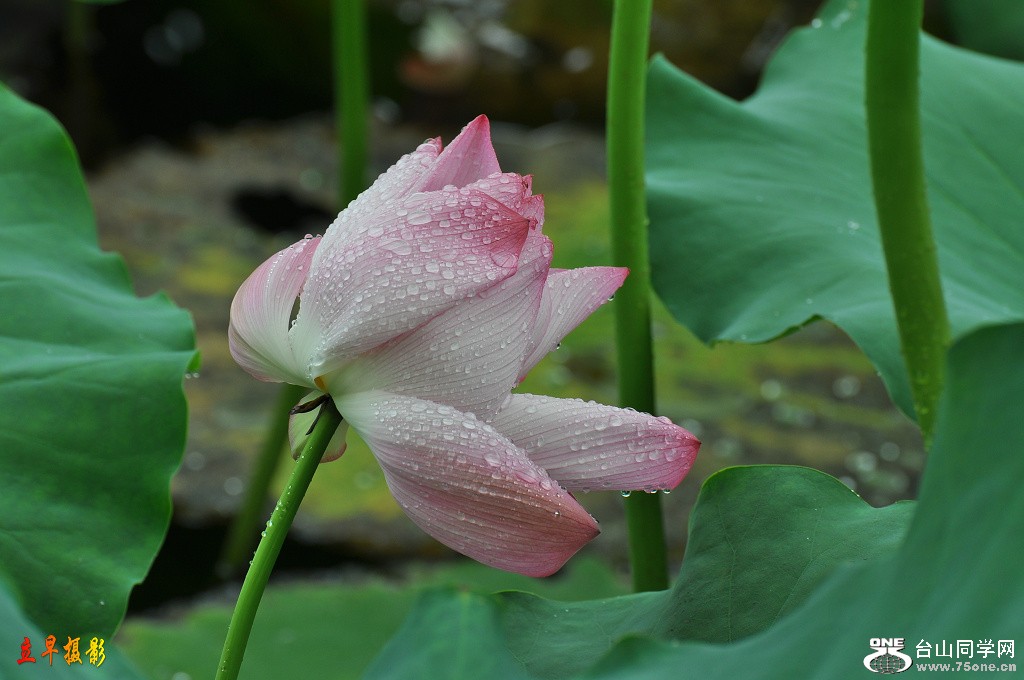 DSC_0101.JPG