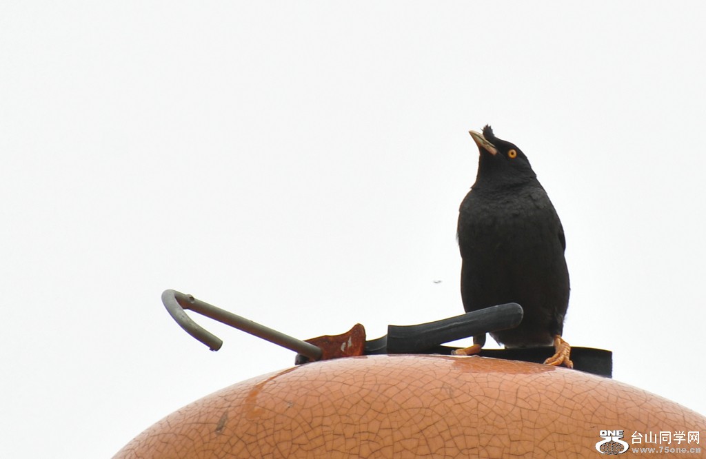 DSC_0004.JPG