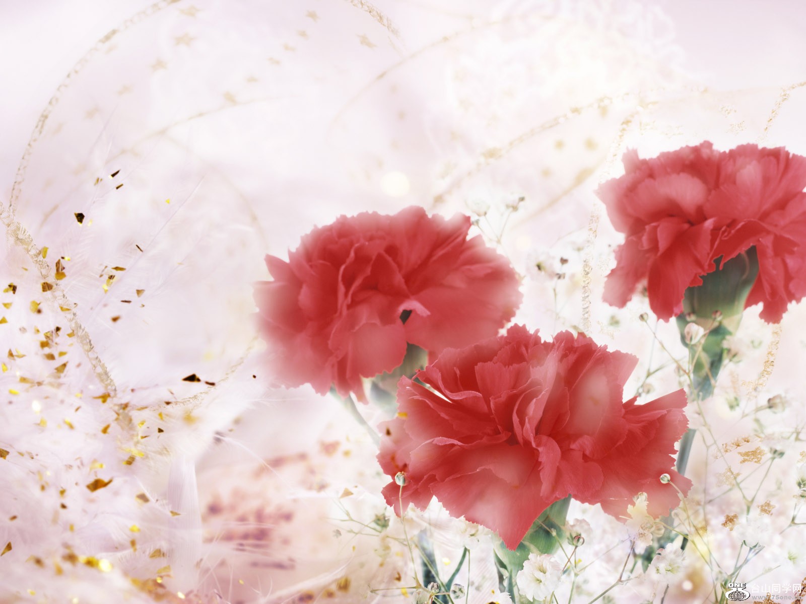 carnation_1020.jpg