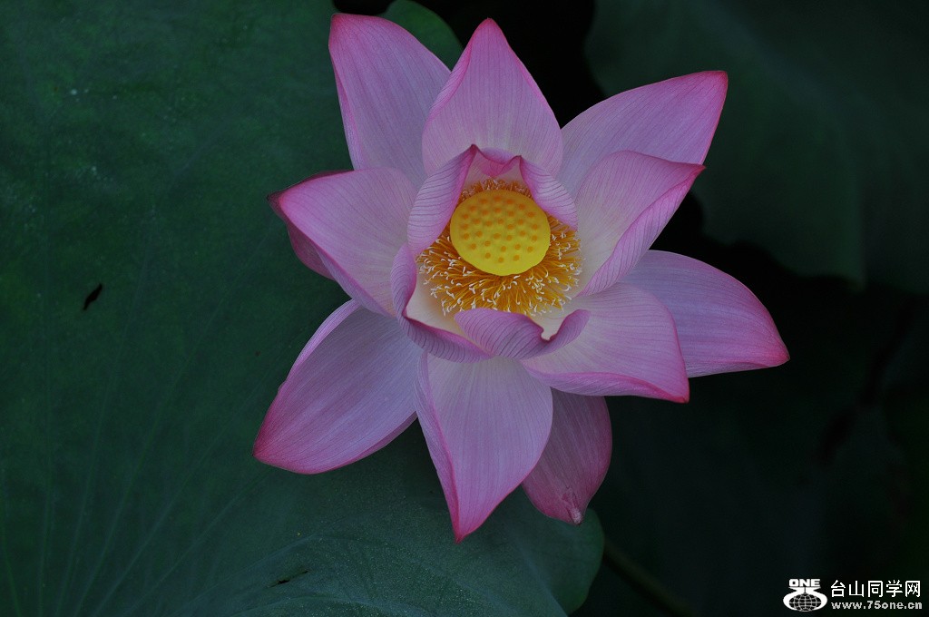 DSC_0037.JPG