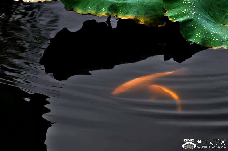 DSC_7855.JPG