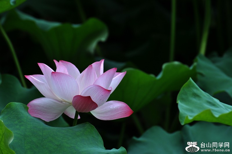 DSC_7888.JPG