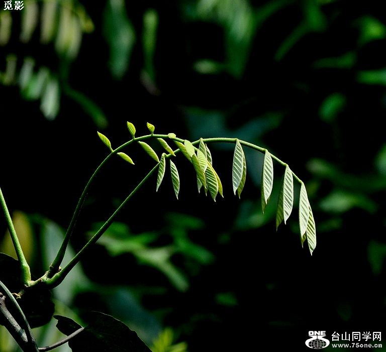 DSC_6277a.jpg