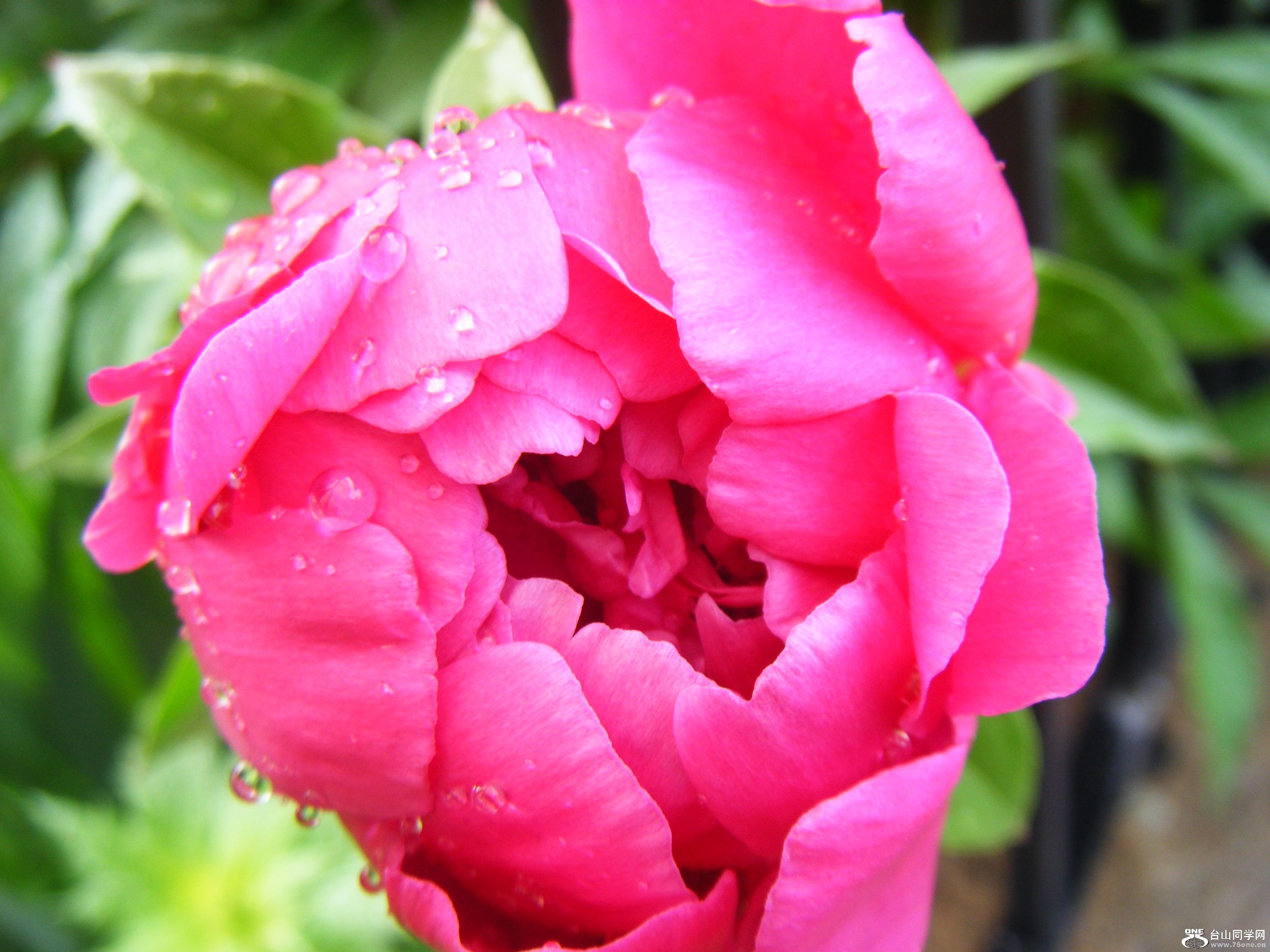 ͡Сǰ@ԺȲ迴 123.JPG