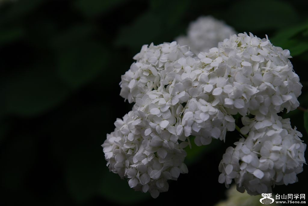 nEO_IMG_DSC_0823.jpg