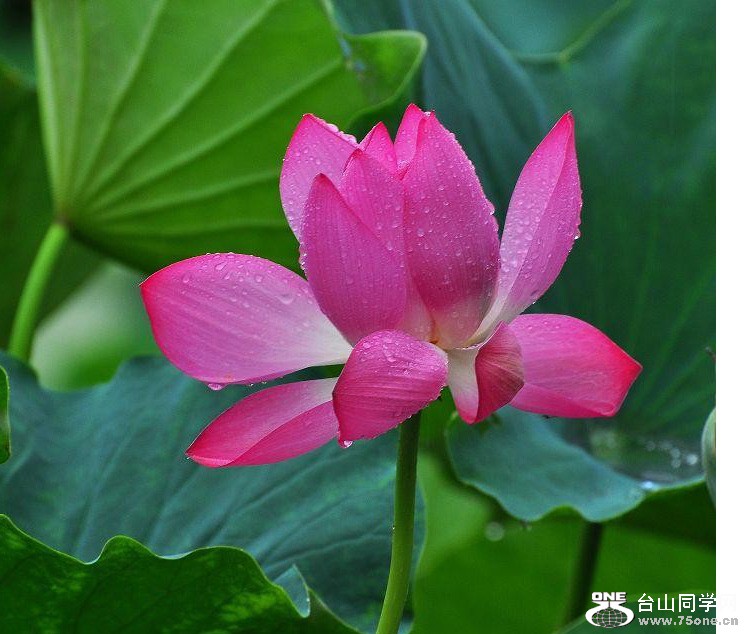 flower-1.jpg
