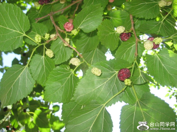 IMG_0001_673.jpg