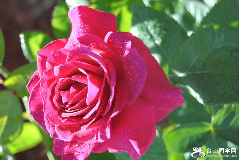 DSC_3037.JPG