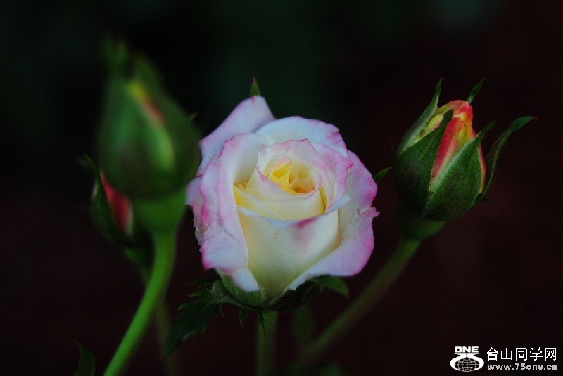 DSC_3085.JPG