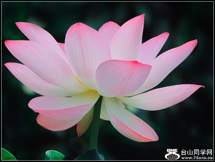 ٿ 016.jpg