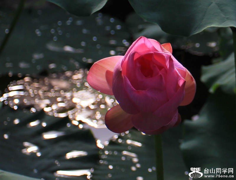 IMG_5297_conew1.jpg