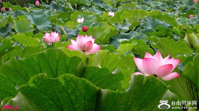  105_conew1.jpg
