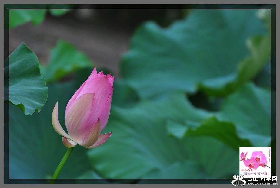 DSC_1406.jpg