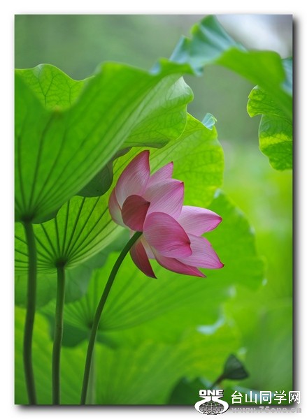Ƭ 03511.jpg