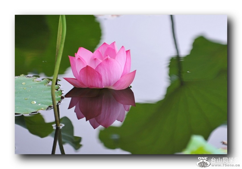 Ƭ 03811.jpg