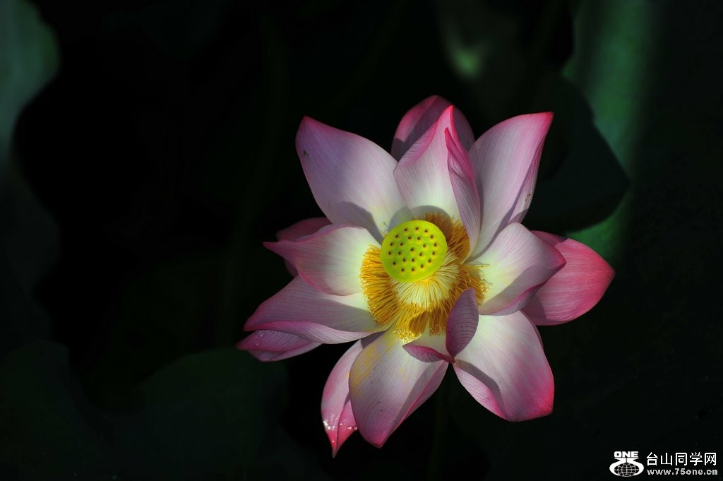 DSC_1674.jpg
