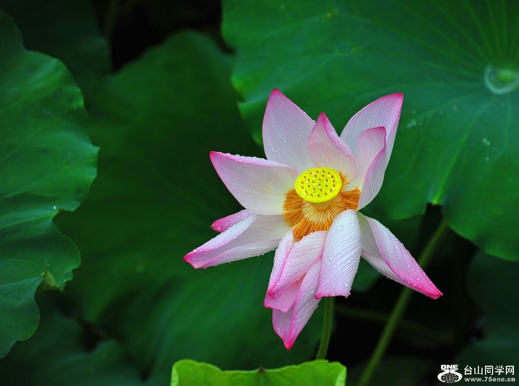 DSC_1591.jpg